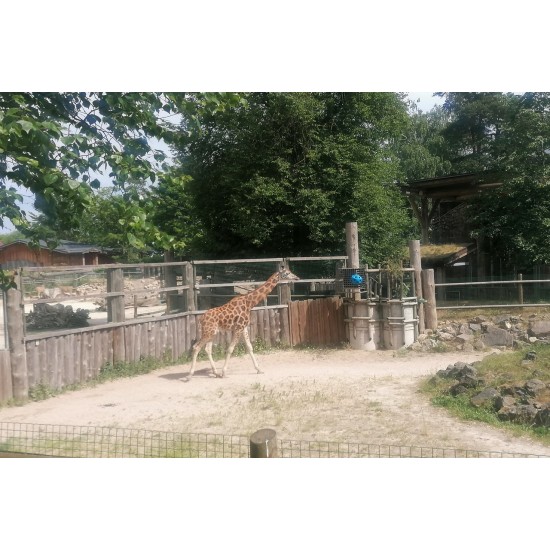 Skonių laboratorija ir nuotykiai Rygos zoologijos sode