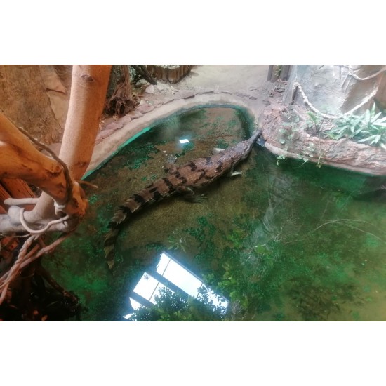 Skonių laboratorija ir nuotykiai Rygos zoologijos sode
